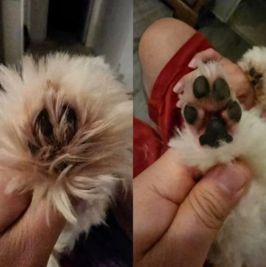 Pet Shave