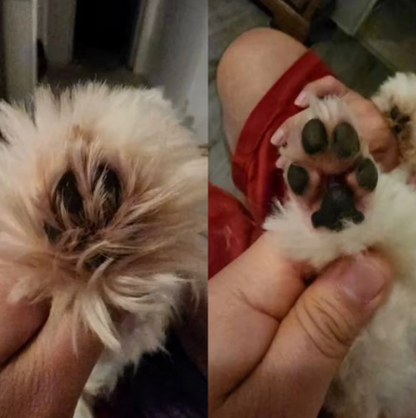 Pet Shave
