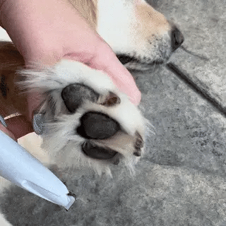 Pet Shave