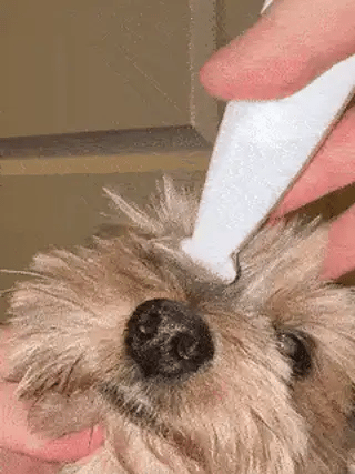 Pet Shave
