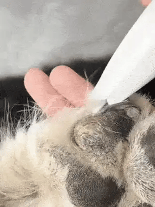 Pet Shave