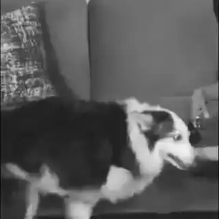 Peti