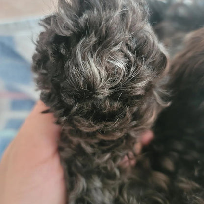 Pet Shave